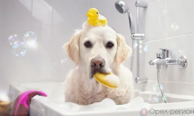 Орловцев ждёт двухнедельное отключение горячей воды