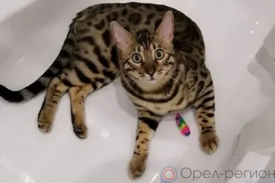 Можно ли изъять домашнего любимца за долги хозяина?