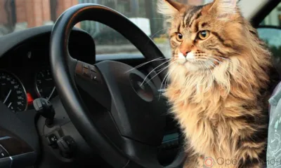 Орловцам напоминают о повышении платы за проезд в общественном транспорте