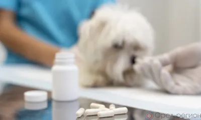 Орловский Россельхознадзор выявил более 3 тысяч нарушений на сайтах по продаже ветпрепаратов