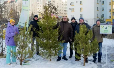 В Орловской области новогодние ёлки сдали в переработку