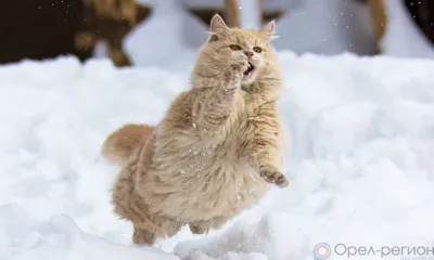 На Орловщине объявлено штормовое предупреждение