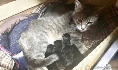 Боец особого назначения Маруся из Орла родила в зоне СВО пятерых котят