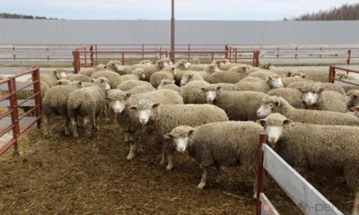Орловец разводит овец на средства гранта «Агростартап»