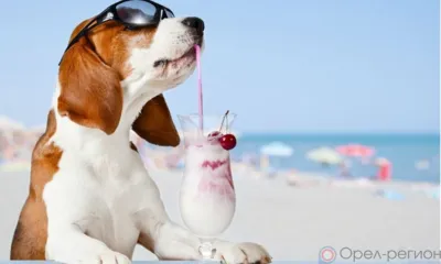 Орловцам пообещали жаркую неделю