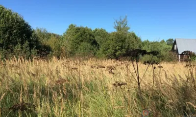 В Орловском районе почти 28 га земли заросло бурьяном