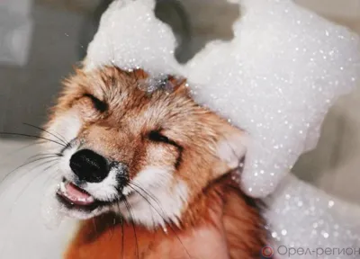 Завтра в двух районах Орла временно отключат горячую воду