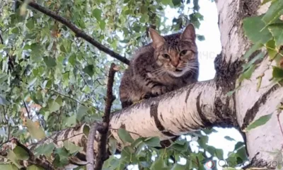 В Орле кошка три дня прождала спасателей