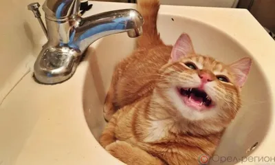 Северный район Орла на сутки останется без воды