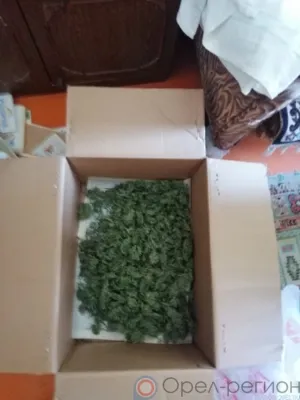 Правоохранители нашли у амчанина в квартире 329 граммов марихуаны