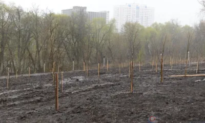 В парке Победы в Орле высадили молодые липы. Фоторепортаж
