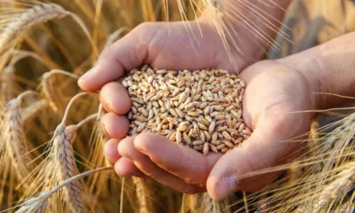 Хлеборобы Орловщины приближаются к отметке в 5 млн тонн зерна