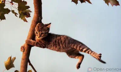 Орловцев предупреждают о сильном ветре и грозах