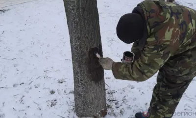 В Орле приступили к лечению повреждённых деревьев