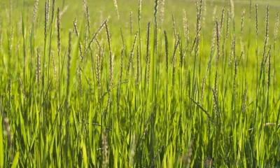 В Краснозоренском районе 750 соток плодородных земель заросли пыреем