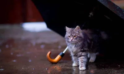 Орловцев ждут дождливые выходные