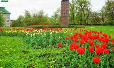 В Орле рядом с ул. Брестской высадили 9,5 тысяч тюльпанов
