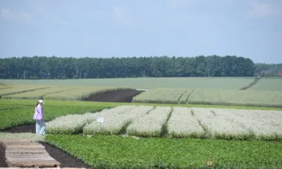 Аграрная неделя в Орловской области пройдёт с 26 июня по 6 июля