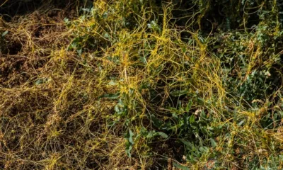 Верховный суд поставил точку в споре об установлении карантинной фитосанитарной зоны под Орлом