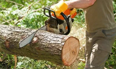 В Орле деревья срубили без соответствующего разрешения