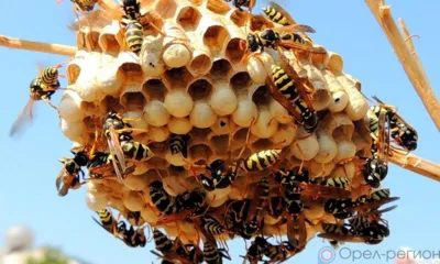 На детской площадке в Орле поселился осиный рой