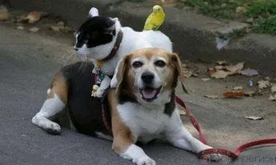 Из горящего дома в Мценске спасены люди, собака, кошка и попугай