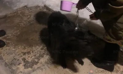 Под Орлом спасатели достали из ямы собаку