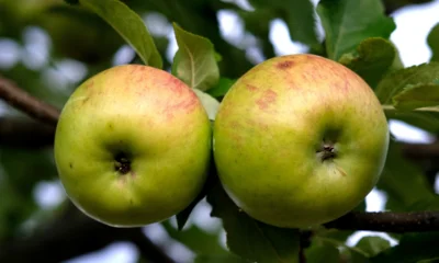 В Орловскую область ввезли более 7 тысяч саженцев яблони из Сербии