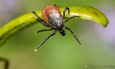 За неделю от укусов клещей пострадало 113 орловцев