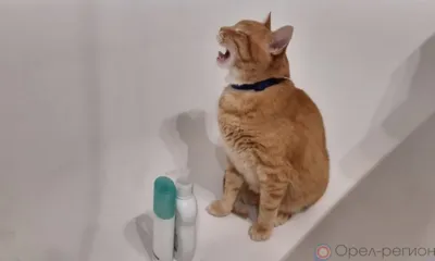 В Орле с 27 мая начнутся отключения горячей воды