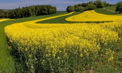 Растущий экспорт