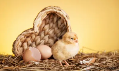 Более 123 тысяч яиц ввезли в Орловскую область из Испании