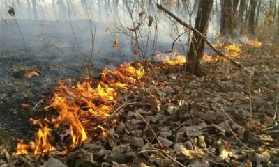 На Орловщине отменён особый противопожарный режим