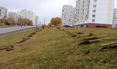В Орле продолжают высаживать деревья