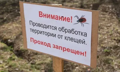 В Орле горпарк закроют на обработку от клещей