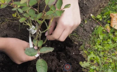 «Капля жизни»