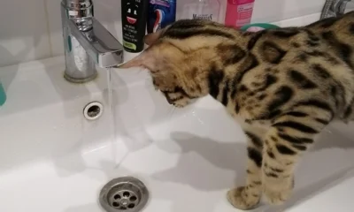 Горячую воду в домах Орла начнут отключать с 25 мая