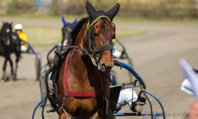 На Орловском ипподроме откроется Летний беговой сезон для лошадей рысистых пород