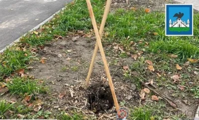 В Орле неизвестный украл саженец клёна с ул. Ломоносова