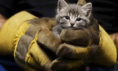 Орловские спасатели помогли двум котам