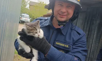 В Орле в подвал провалился кот