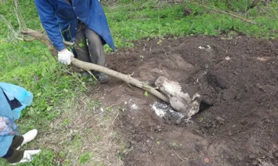 Жителя Ливенского района оштрафовали за неправильное захоронение коровы