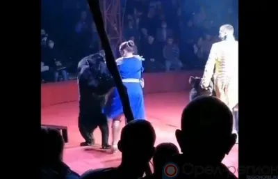 В Орле во время циркового представления медведь напал на дрессировщицу