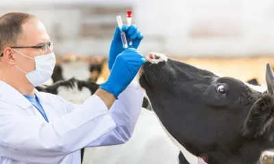 Почти 274,5 млн рублей направлено в этом году в рамках госпрограммы на развитие ветеринарной службы Орловщины