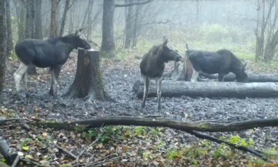 Фото 6. Осень в «Орловском полесье»