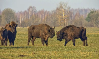 Осень в «Орловском полесье»