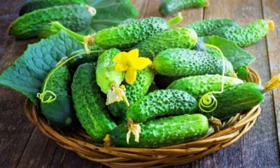 Орловщина отправила в Польшу огурцы