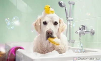 В Орле 7 улиц остались без воды