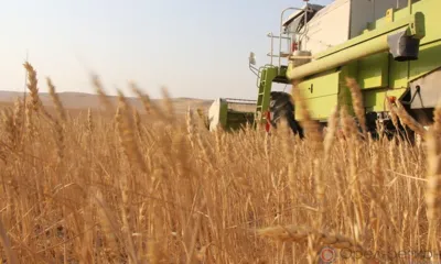 В Ливенском районе на поля вышла зерноуборочная техника