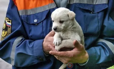 Орловские спасатели выезжали на спасение павлина и собаки